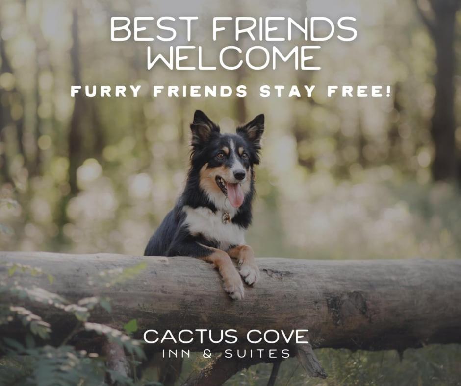 Cactus Cove And Amarillo